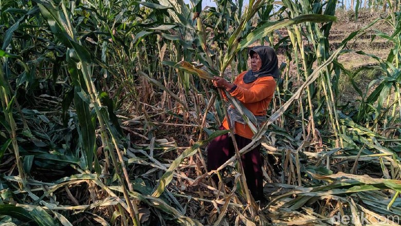 Ini Cara Warga Halau Serangan Monyet Liar yang Serang Lahan Jagung Ini Cara Warga Halau Serangan Monyet Liar yang Serang Lahan Jagung
