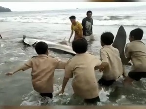 Lagi, Hiu Paus Terdampar di Pesisir Selatan Sumbar