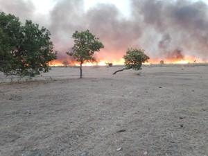 Hingga November, 450 Hektare Lahan Gunung Tambora Terbakar