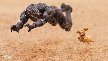 Follower di akun @hot.kenobi sudah lebih dari 147 ribu. Black Panther bermain dengan anjing. (Foto: hot.kenobi)