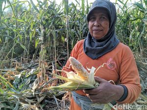 Monyet Liar Serang Lahan Jagung Siap Panen Milik Warga Ponorogo