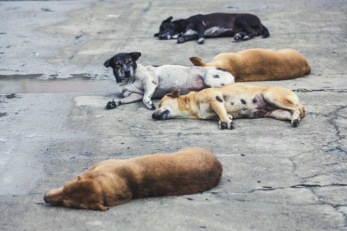 five homeless stray dogs sleeping on the street , color vintage style