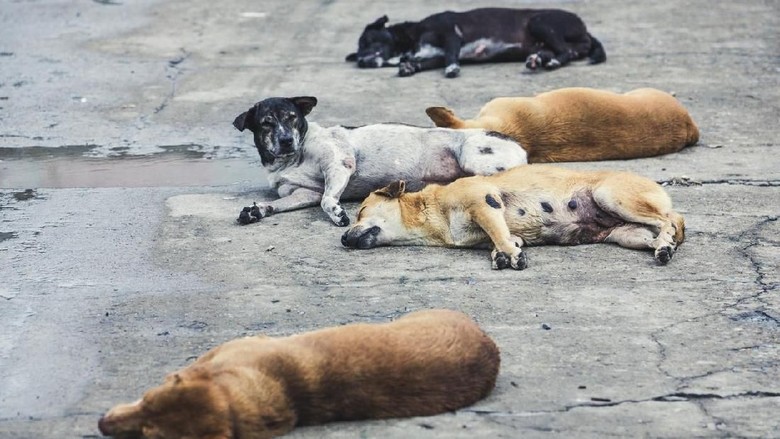 Ilustrasi anjing five homeless stray dogs sleeping on the street , color vintage style