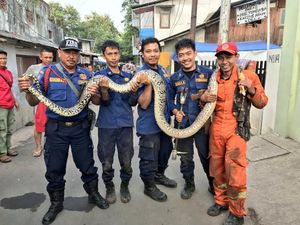 Ular Sanca 4,5 Meter Ditemukan di Permukiman Tebet Jaksel