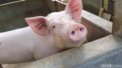 Kata Kementan RI Soal Ancaman Virus Flu Babi G4 dari China