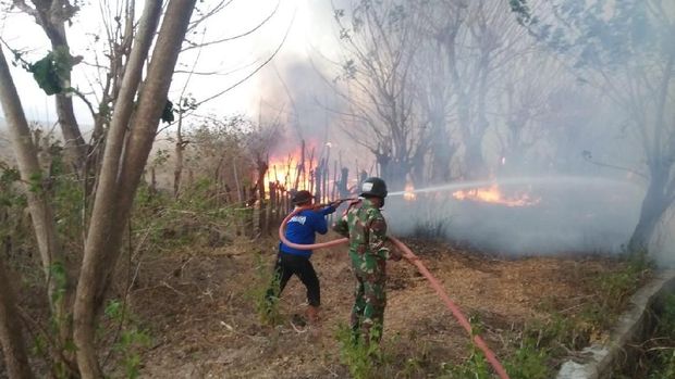 Hingga November, 450 Hektare Lahan Gunung Tambora Terbakar