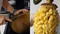 Mengupas buah nangka juga sulit, karenanya membutuhkan pisau untuk membelah buah tersebut. Setelah terbuka, baru buah nangka dapat diambil menggunakan tangan. Foto: Istimewa