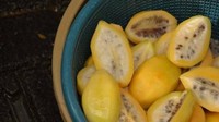 Buah carica memiliki bentuk seperti pepaya. Terdapat garis-garis di setiap sudutnya. Buah ini berasal dari Dieng, Jawa Tengah. Orang Dieng biasa membuka buah ini dengan cara dibelah menjadi dua.  Foto: Istimewa