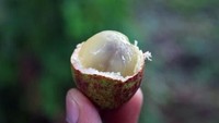 Buah Matoa merupakan buah asal Papua yang berkulit keras. Cara membuka buah ini yaitu dengan pecahkan kulit buah dengan tekanan ibu jari. Foto: Istimewa