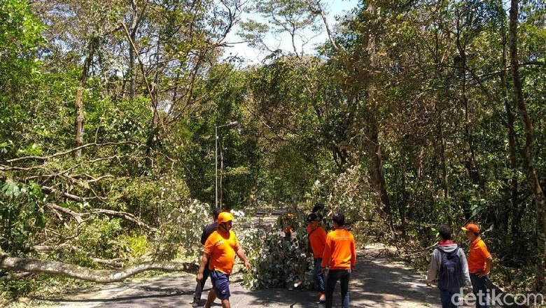 Angin Kencang Tumbangkan Pohon di Jalur Mojokerto-Batu Via Cangar Angin Kencang Tumbangkan Pohon di Jalur Mojokerto-Batu Via Cangar