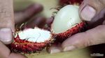 Nia Ramadhani, Selain Salak, Ini Cara Mengupas 13 Buah Indonesia