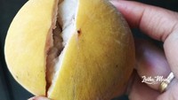 Sama seperti buah Manggis, Buah kecapi yang berkulit agak keras ini dibuka dengan cara dijepit di antara kedua telapak tangan sampai buah tersebut terbelah. Foto: Istimewa