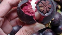 Manggis memiliki kulit yang keras. Membuka kulit manggis sering kali kesulitan. Supaya mudah, tekan buah manggis dengan kedua telapak tangan, dengan gitu, kulit manggis akan terbuka Foto: Istimewa