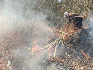 500 Hektare Lahan Tiga Gunung di Banyuwangi Habis Terbakar