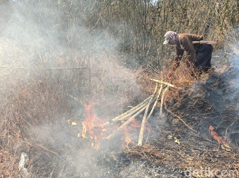 500 Hektare Lahan Tiga Gunung di Banyuwangi Habis Terbakar 500 Hektare Lahan Tiga Gunung di Banyuwangi Habis Terbakar