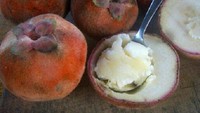 Bisbul dikenal dengan kulitnya yang berbulu tips dan halus. Itu membuat buah ini menjadi sulit untuk dikupas. Biasanya buah ini dibelah menjadi dua bagian sebelum dimakan. Foto: Istimewa