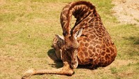 Bagi Jerapah, bukan lama waktu tidur yang berpengaruh, yang terpenting adalah kualitas tidurnya. (BoredPanda)