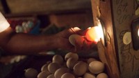Carlito Capco merupakan salah satu produsen telur balut terbesar di Manila, Filipina, yang masih menggunakan metode tradisional. Ini adalah proses pengecekan kualitas telur. Foto: Istimewa