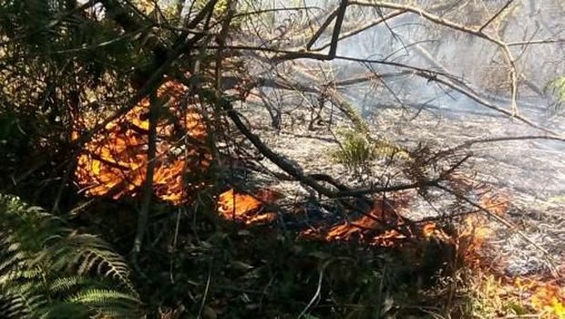 Area hutan di gunung wilayah Sulsel terbakar