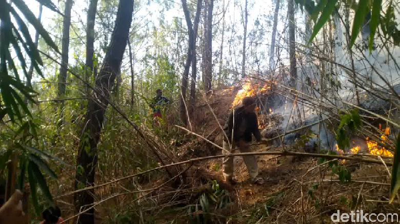 Hutan Pinus di Mamasa Kembali Terbakar, Area Pekuburan Nyaris Tersambar Hutan Pinus di Mamasa Kembali Terbakar, Area Pekuburan Nyaris Tersambar