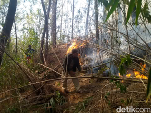 Hutan Pinus di Mamasa Kembali Terbakar, Area Pekuburan Nyaris Tersambar