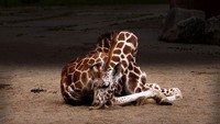 Pose tidur Jerapah biasanya duduk di tanah, kemudian lehernya dibelokkan dan diletakkan di bagian kaki belakang seperti ini. Unik ya? (BoredPanda)