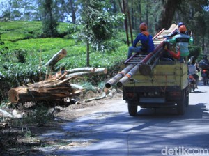 Sempat Tertutup Pohon Tumbang, Jalan Pangalengan-Kertasari Kembali Dibuka