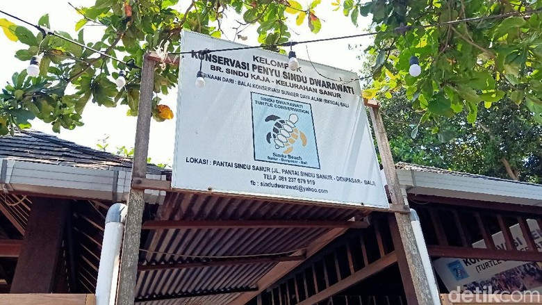 Bukti Minim, Polisi Belum Tetapkan Tersangka Pencurian Puluhan Penyu di Sanur Bukti Minim, Polisi Belum Tetapkan Tersangka Pencurian Puluhan Penyu di Sanur