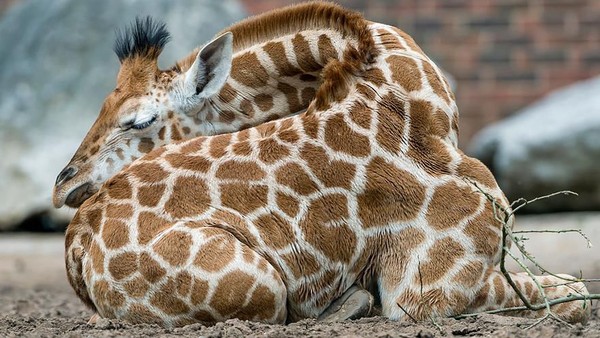 Jerapah sendiri termasuk hewan yang tidurnya hanya sebentar. Setiap hari, rata-rata Jerapah hanya tidur sekitar 30 menit saja. (BoredPanda) Jerapah sendiri termasuk hewan yang tidurnya hanya sebentar. Setiap hari, rata-rata Jerapah hanya tidur sekitar 30 menit saja. (BoredPanda)