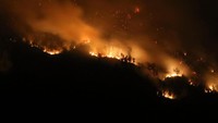 Api yang membakar hutan tampak membesar. 