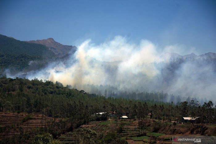 Hutan Pinus Malino di Tinggimoncong