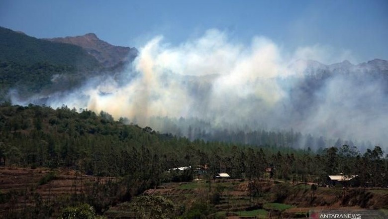 Hutan Pinus Malino di Tinggimoncong Hutan Pinus Malino di Tinggimoncong