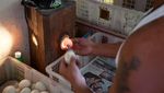 Balut Makanan Paling Kontroversial di Dunia, Ini Telur Isi Embrio Bebek