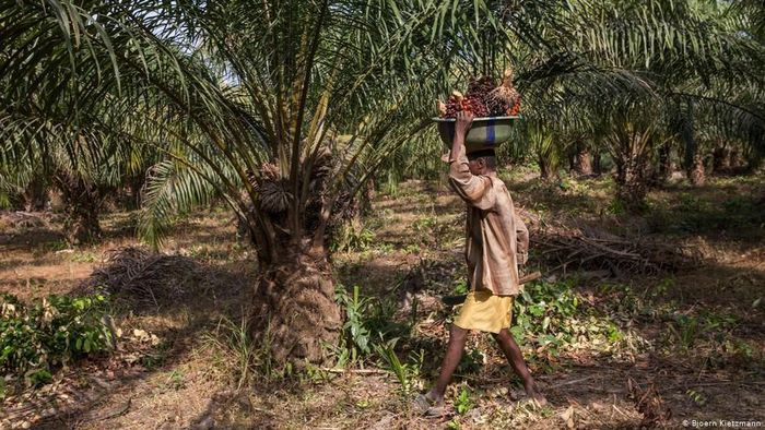 Ilustrasi kelapa sawit. Foto: DW (News) Ilustrasi kelapa sawit. Foto: DW (News)