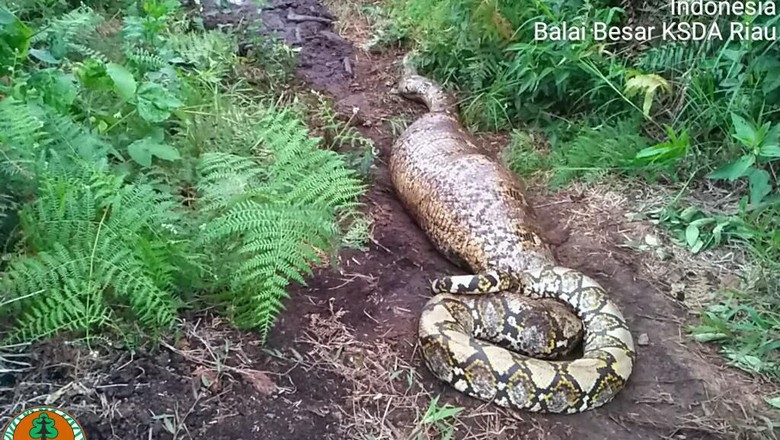 Petugas Selamatkan Ular Piton yang Tak Bisa Bergerak Usai Mangsa Babi