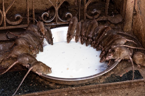 Tikus-tikus di The Karni Mata Temple memang dianggap spesial. Ceritanya, di abad ke-14 ada salah satu anak dari klan Karni Mata meninggal dunia. Keluarganya pun mencoba untuk menghidupkan lagi sang anak. Dewa Kematian Yama, pun memeberi tahu bahwa si anak tersebut sudah bereinkarnasi menjadi seekor tikus (iStock) Tikus-tikus di The Karni Mata Temple memang dianggap spesial. Ceritanya, di abad ke-14 ada salah satu anak dari klan Karni Mata meninggal dunia. Keluarganya pun mencoba untuk menghidupkan lagi sang anak. Dewa Kematian Yama, pun memeberi tahu bahwa si anak tersebut sudah bereinkarnasi menjadi seekor tikus (iStock)