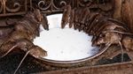 Foto: Kuil Karni Mata yang Khusus buat Tikus