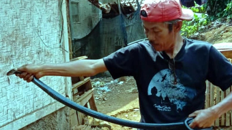 Warga Nyalindung Sukabumi Geger Ular Kobra Masuk ke Rumah Warga Nyalindung Sukabumi Geger Ular Kobra Masuk ke Rumah