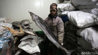 Pekerja melakukan pengemasan ikan di Cold Storage Selat Lampa, Kabupaten Natuna, Kepulauan Riau. Nelayan-nelayan pun tak lagi membuang hasil laut karena ikan tangkapan mereka tetap awet di dalam freezer yang menyala 24 jam.