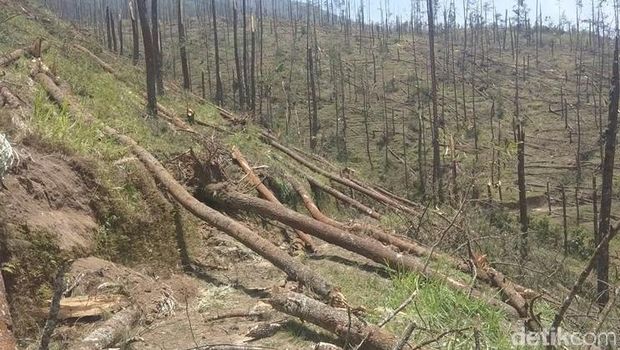 Hutan pinus di lereng Merbabu
