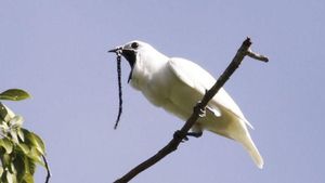 Kisah Kesetiaan Burung Maleo Berdua Sehidup Semati