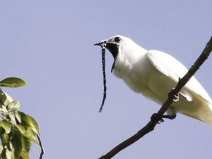Cuitan Burung Ini Saat Kawin Lebihi Ambang Batas Rasa Sakit Manusia