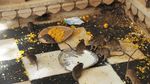 Foto: Kuil Karni Mata yang Khusus buat Tikus