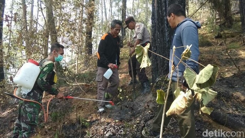Kebakaran 8 Hektare Hutan Pinus di Trenggalek Dipastikan Padam Kebakaran 8 Hektare Hutan Pinus di Trenggalek Dipastikan Padam