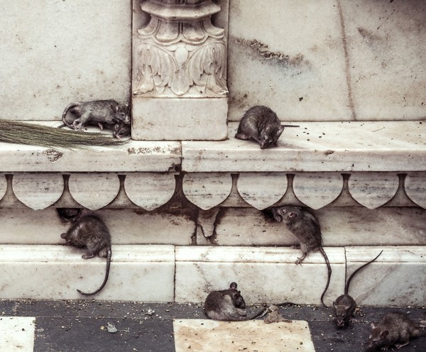 Ya, traveler jangan kaget jika begitu menginjakkan kaki masuk ke dalam kuil, lalu disambut oleh penampakan sekawanan tikus berwarna hitam (iStock) Ya, traveler jangan kaget jika begitu menginjakkan kaki masuk ke dalam kuil, lalu disambut oleh penampakan sekawanan tikus berwarna hitam (iStock)