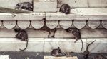 Foto: Kuil Karni Mata yang Khusus buat Tikus