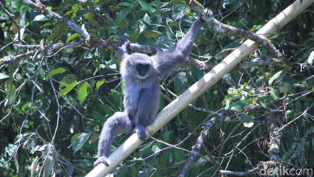 Internasional Gibbon Days: 2 Owa Jawa Dilepas di Situ Patenggang