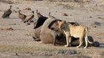 Kasihan, 55 Gajah di Zimbabwe Mati Akibat Kekeringan