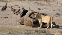 Zimbabwe pun pernah menjual bayi gajah ke China untuk mendapatkan dana yang dialokasikan untuk memelihara dan melakukan konservasi satwa-satwa liar di Taman Nasional Hwange.