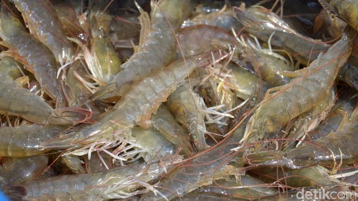Lahan tak produktif, kebun kelapa di Pemalang beralih fungsi jadi tambak udang.